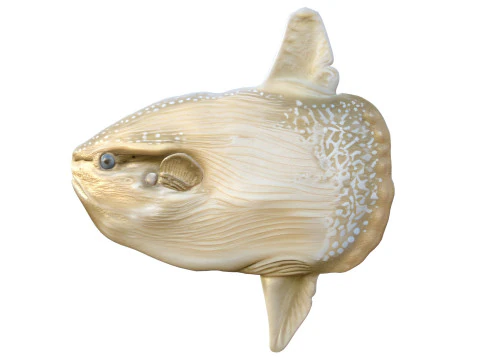 Sun fish 3D Model