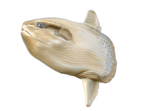 Sun fish 3D Model