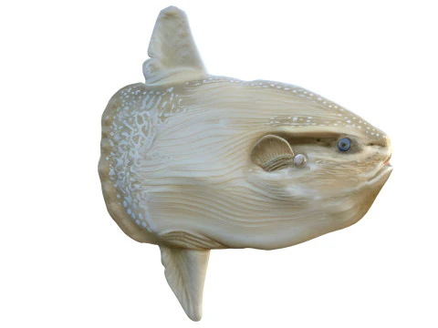 Sun fish 3D Model