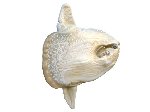 태양 물고기 3D 모델