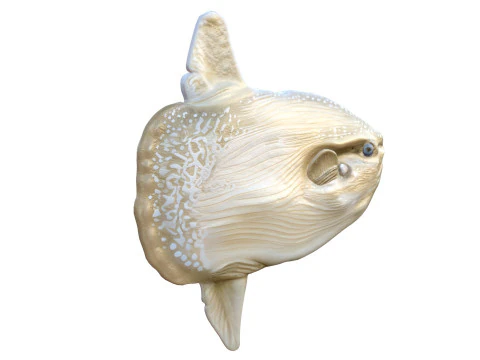 Sun fish 3D Model
