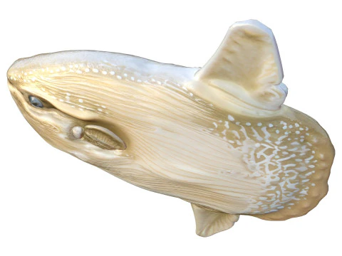 Sun fish 3D Model