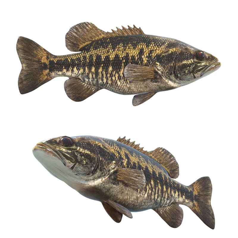 Suwannee Bass fish 3D Model .c4d .max .obj .3ds .fbx .stl .blend 