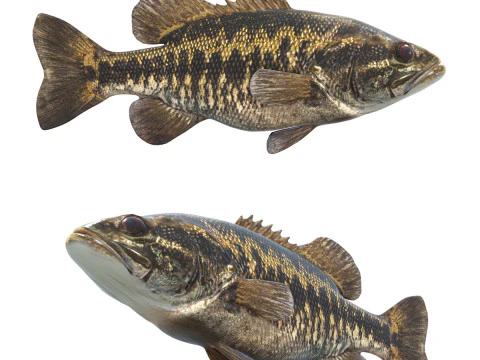 Suwannee Pesce spigola Modello 3D