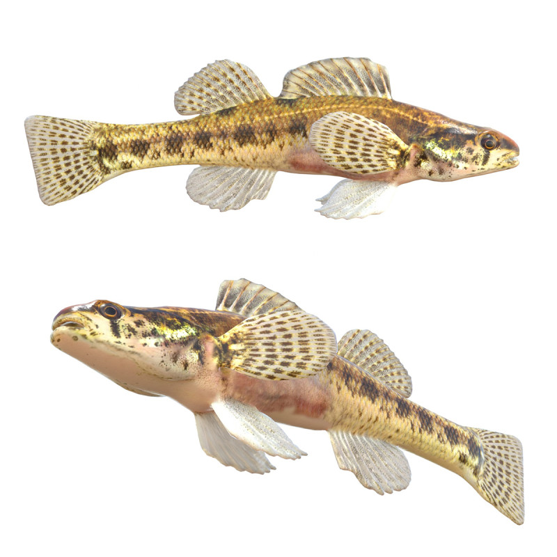Sumpf-Darter-Fisch 3D Modell .c4d .max .obj .3ds .fbx .stl .blend