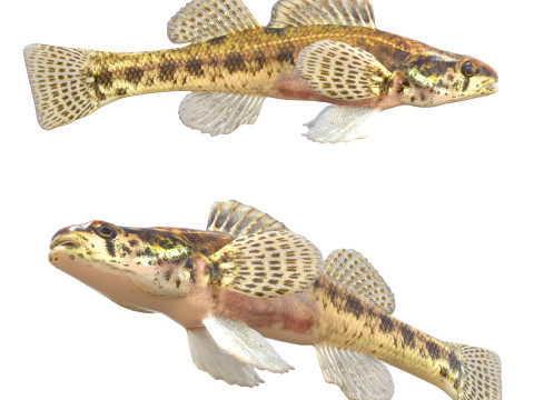 Pez dardo de pantano Modelo 3D