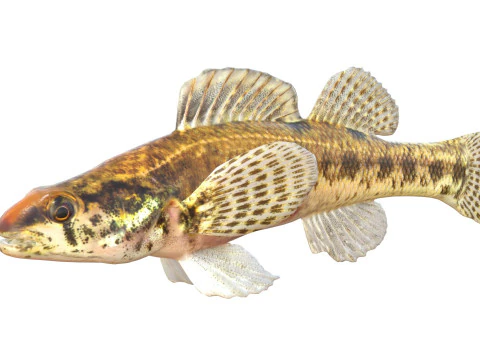 Swamp Darter fish 3D Model