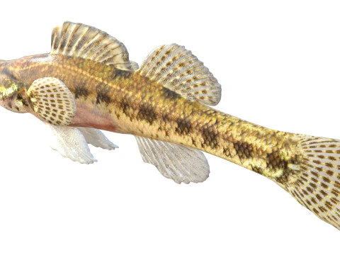 Swamp Darter fish 3D Model