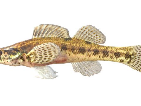 Swamp Darter fish 3D Model
