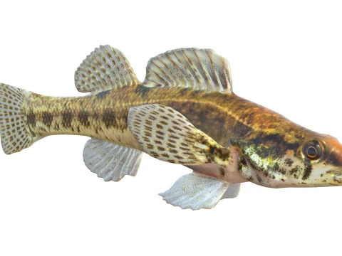Swamp Darter fish 3D Model