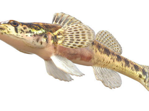 Sumpf-Darter-Fisch 3D Modell