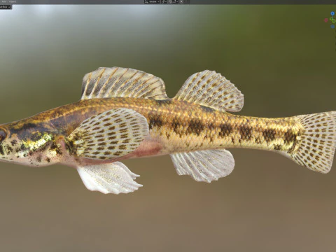 Swamp Darter fish 3D Model