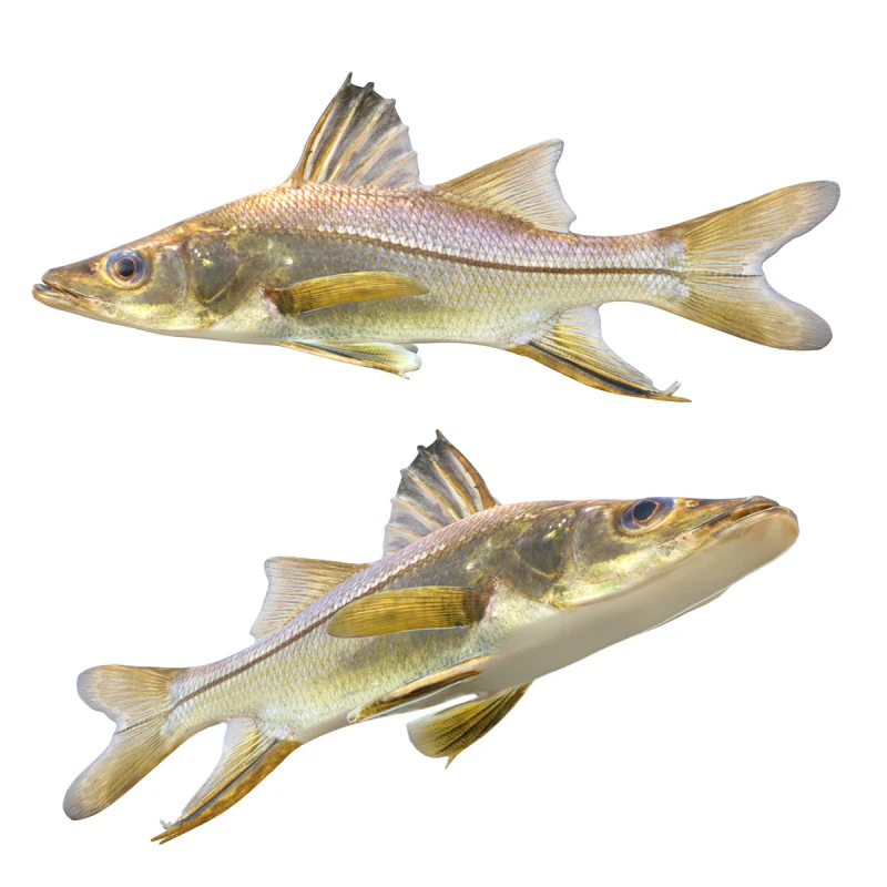 Swordspine Snook fish 3D Model .c4d .max .obj .3ds .fbx .stl .blend
