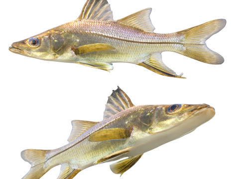 Pez róbalo espadachín Modelo 3D