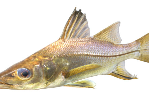 剑脊斯努克鱼 3D 模型