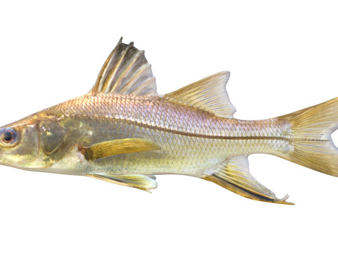 剑脊斯努克鱼 3D 模型