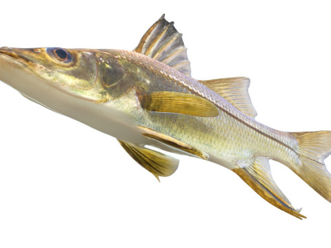 剑脊斯努克鱼 3D 模型