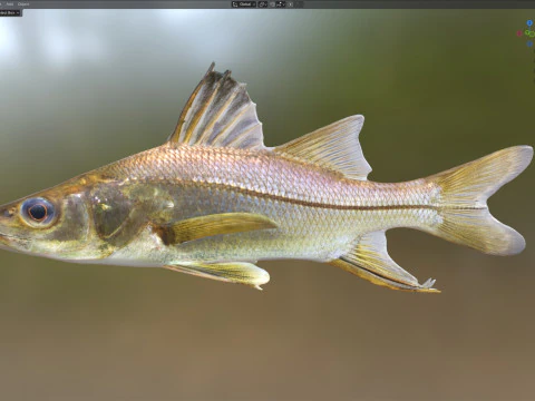 Swordspine Snook fish 3D Model