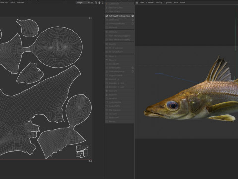 剑脊斯努克鱼 3D 模型