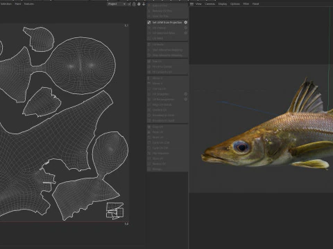 Swordspine Snook fish 3D Model