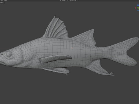 剑脊斯努克鱼 3D 模型