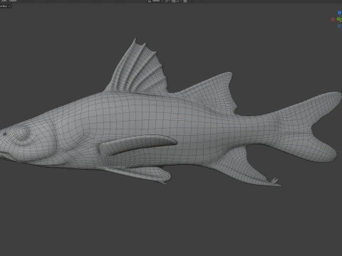 Swordspine Snook fish 3D Model
