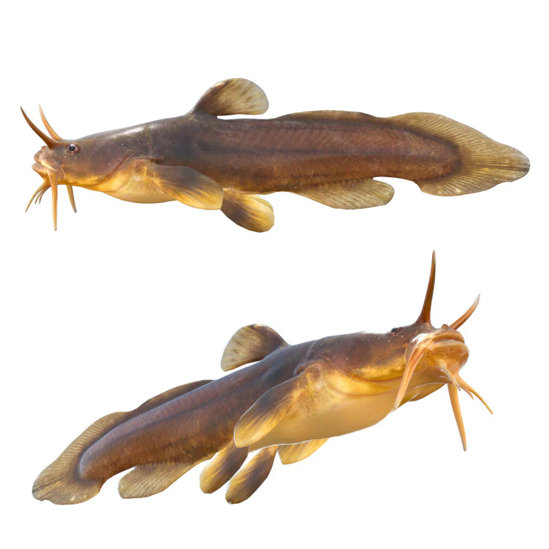 Tadpole Madtom fish 3D Model .c4d .max .obj .3ds .fbx .stl .blend 