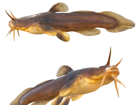 Pez renacuajo Madtom Modelo 3D