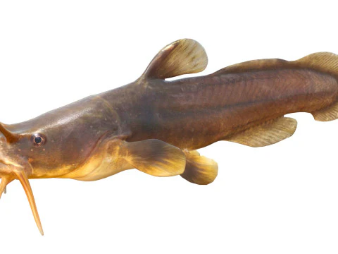 Tadpole Madtom fish 3D Model