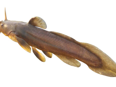 Tadpole Madtom fish 3D Model