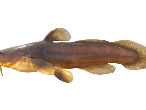 Tadpole Madtom fish 3D Model