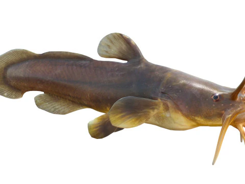 Tadpole Madtom fish 3D Model