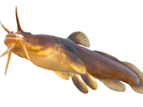 Tadpole Madtom fish 3D Model