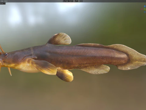 Tadpole Madtom fish 3D Model