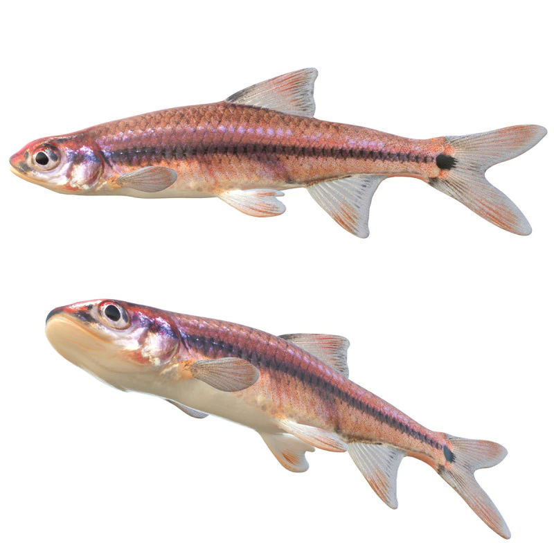 Taillight Shiner fish 3D Model .c4d .max .obj .3ds .fbx .stl .blend 