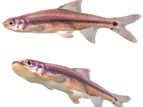 Luz trasera Shiner pez Modelo 3D