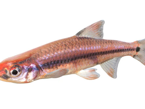Taillight Shiner fish 3D Model