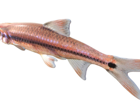 尾灯闪亮鱼 3D 模型