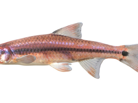 尾灯闪亮鱼 3D 模型