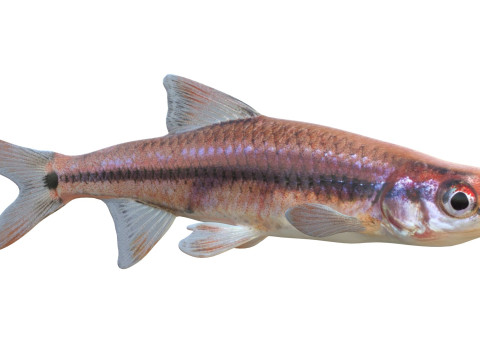 尾灯闪亮鱼 3D 模型