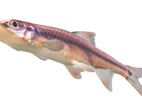 尾灯闪亮鱼 3D 模型