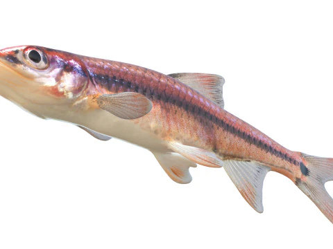 Taillight Shiner fish 3D Model