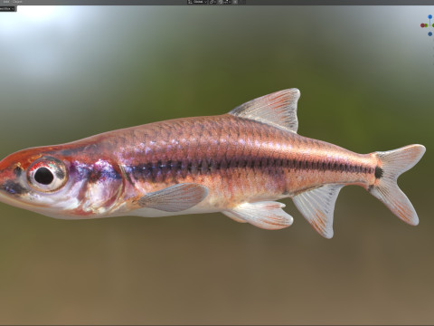 尾灯闪亮鱼 3D 模型