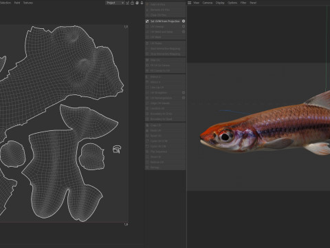 尾灯闪亮鱼 3D 模型