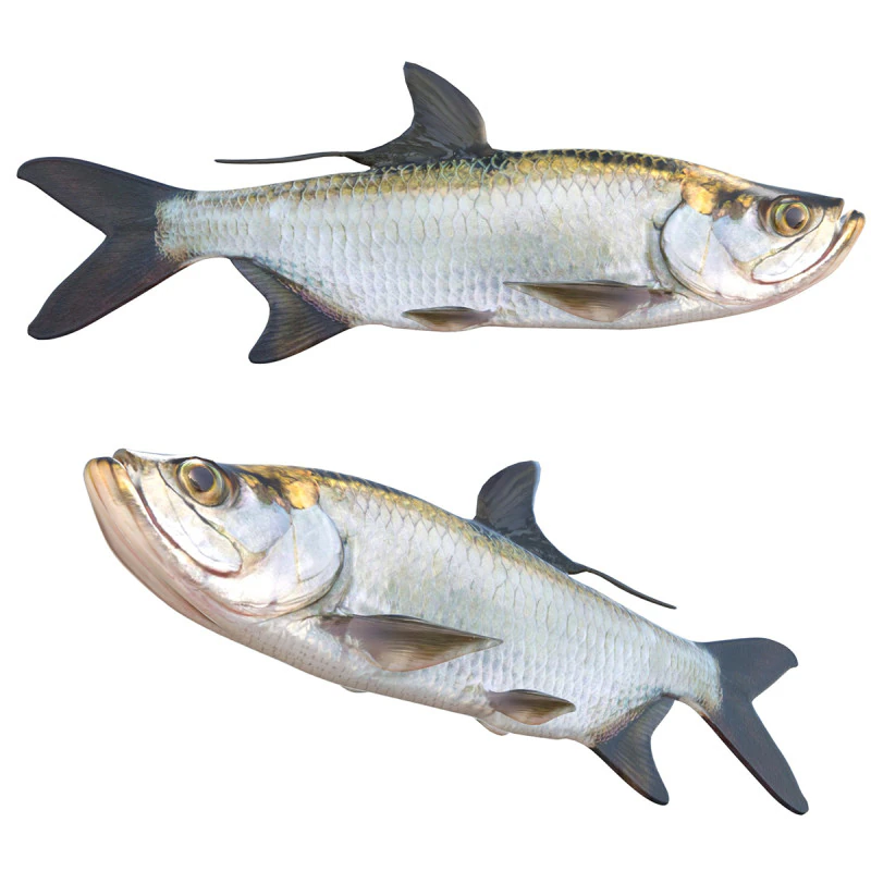 Tarpon fish 3D Model .c4d .max .obj .3ds .fbx .stl .blend 