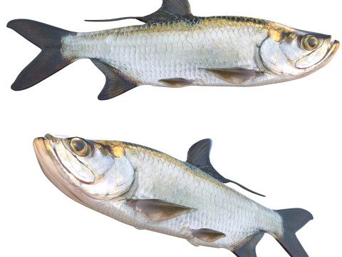 pez sábalo Modelo 3D