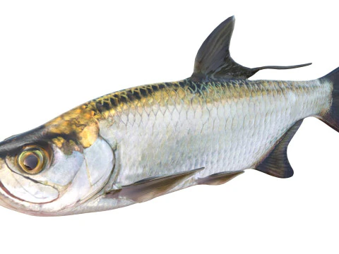 Tarpon fish 3D Model