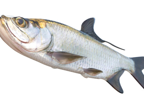 海鲢鱼 3D 模型