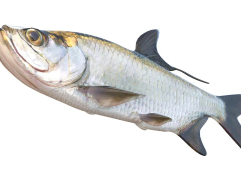 Tarpon fish 3D Model