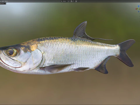 Tarpon fish 3D Model